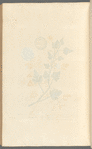 Coloquintida