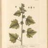 The lesser burdock