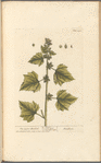 The lesser burdock
