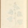 The lesser burdock