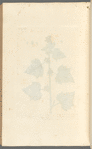The lesser burdock