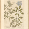 Bishop's weed