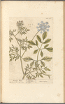 Bishop's weed