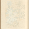 Bishop's weed