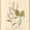 Dittander or pepperwort