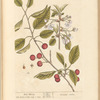 Red cherry