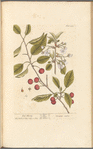 Red cherry