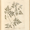 Hemlock