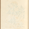 Hemlock