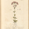 Lesser centory