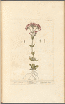 Lesser centory