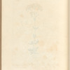 Lesser centory