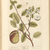 The pear tree