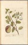 The pear tree