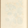 The pear tree