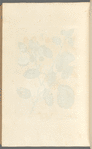 The pear tree