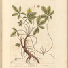 Cinquefoil