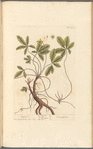 Cinquefoil