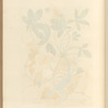 Cinquefoil
