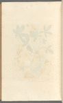 Cinquefoil