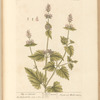 Nep or catmint