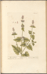 Nep or catmint