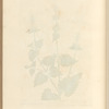 Nep or catmint