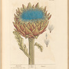 Artichoke