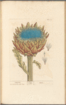 Artichoke