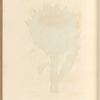 Artichoke