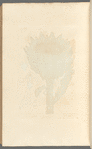 Artichoke
