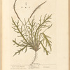 Buck's-horn plantain