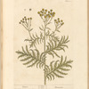 Tansie