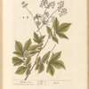 Meadow sweet