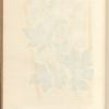 Meadow sweet