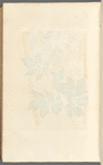 Meadow sweet