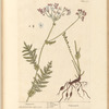 Dropwort