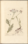 Dropwort