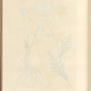 Dropwort