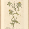 Distaff thistle