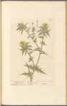 Distaff thistle