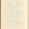 Distaff thistle