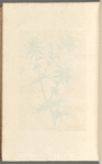 Distaff thistle