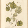 The lime tree