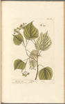 The lime tree