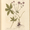 Black masterwort