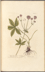 Black masterwort