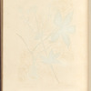 Black masterwort
