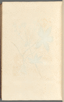 Black masterwort