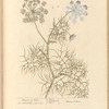 Daucus of creet